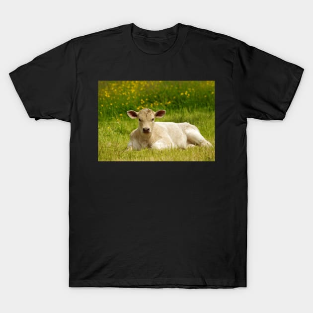 Calf in a  field of butter cups T-Shirt by Simon-dell